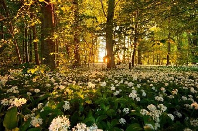 Ramsons in the Forest jigsaw puzzle