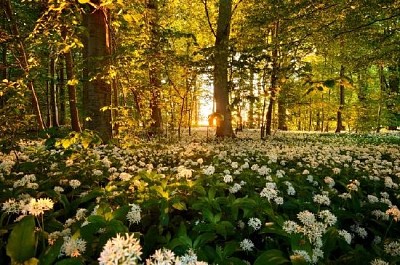 Ramsons na floresta