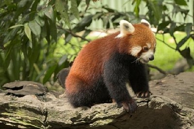 Panda rojo