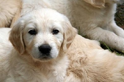 Golden Retriever Welpe