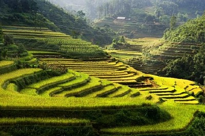 越南木倉柴的稻田