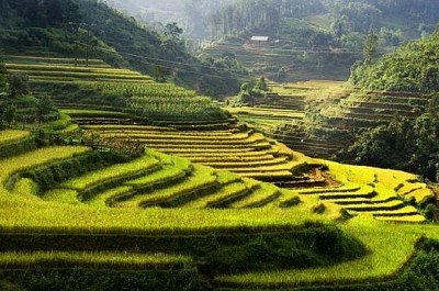 Champs de riz, Mu Cang Chai, Vietnam