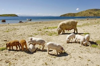 Porco com seus leitões na praia