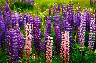 Lupin du jardin violet et rose