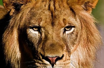 פאזל של אריה אפריקאי
