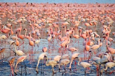 Flamants roses