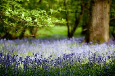 Bluebells w drewnie dębowym