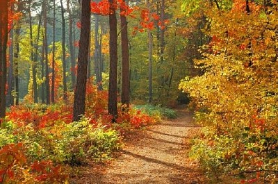 Colores de otoño