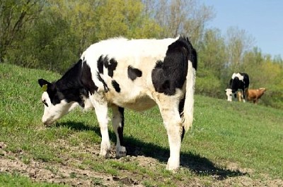 Vaches sur le terrain