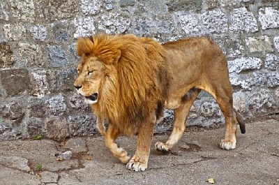 Lion d'Afrique se promenant