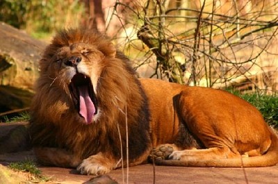 Un león bostezando