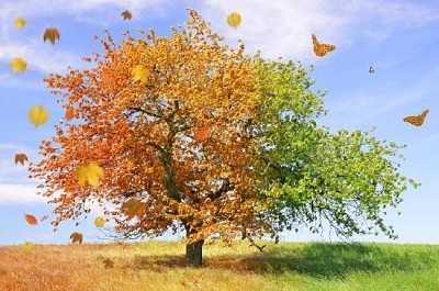 Albero delle stagioni