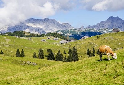 Zebra im Freien