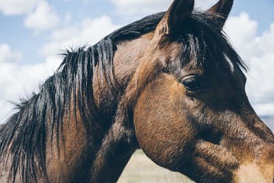 Brown Horse