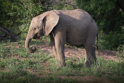 Elefant i skogen