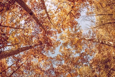 Blätter im Wald