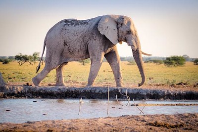 Elephant, Afrique du Sud