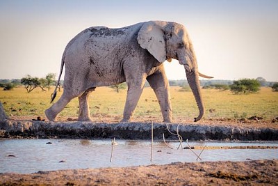 Elephant, Sydafrika