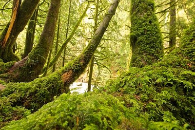 Green Forest