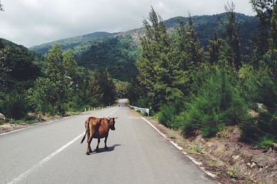 牛在路上，越南