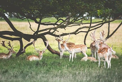 Chatsworth House, Bakewell, United Kingdom jigsaw puzzle