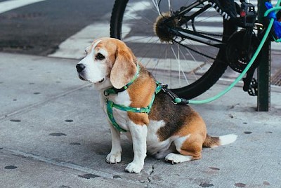 Chiot dans la rue