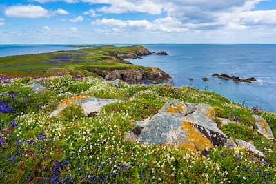 Isola Saltee Great, Ierland