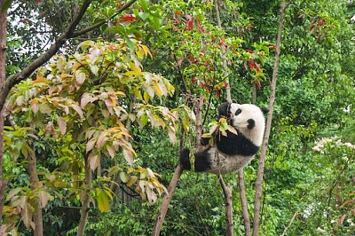 攀爬熊貓，中國成都