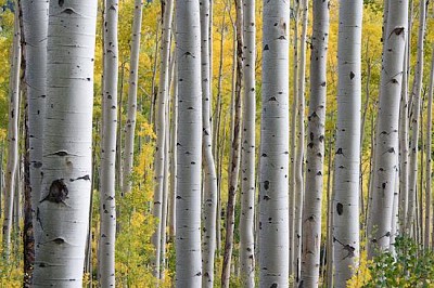 Arbres dans la forêt