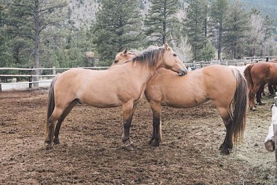 Caballos de granja