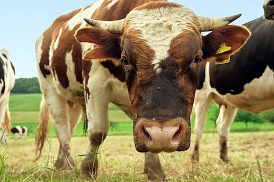 Toro en el campo