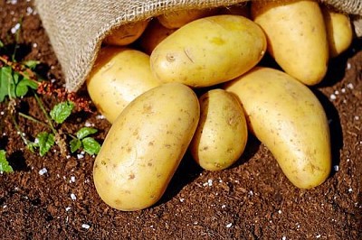 雜土豆