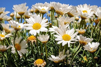 Daisies Blossom jigsaw puzzle