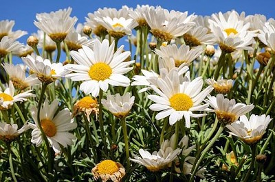 Fleur de marguerites