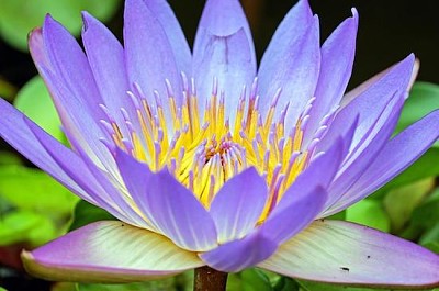 Water Lily