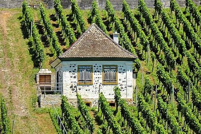 Vineyard Rebhaus jigsaw puzzle