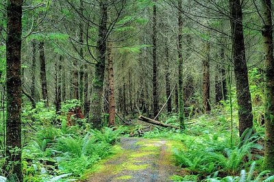 La forêt