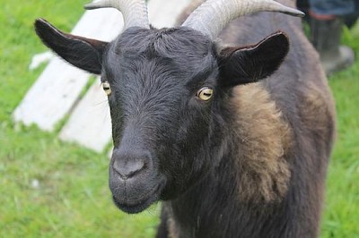 Farms Goat