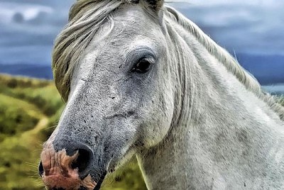 Портрет на коня