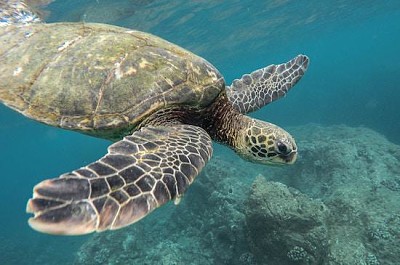 Tortuga en el océano