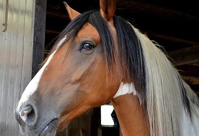 Caballo marrón