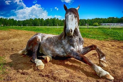 Countryside Horse jigsaw puzzle