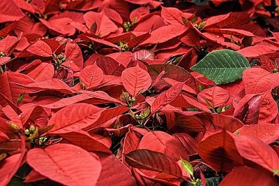 Poinsettia Flowers jigsaw puzzle