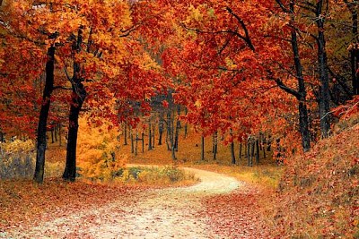 Floresta de caminhos de outono