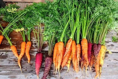Lively Carrots