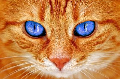 Cats Eyes jigsaw puzzle