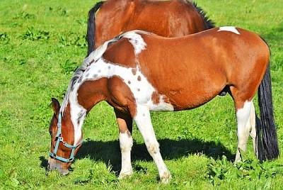 Caballo marrón