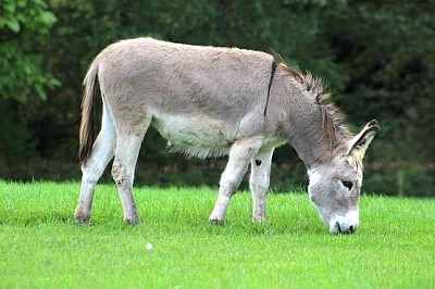 Farm Donkey jigsaw puzzle