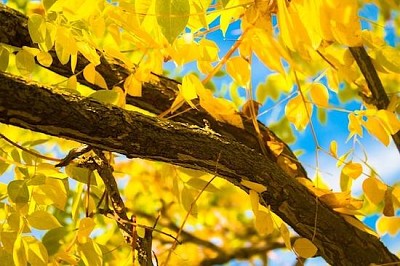 Жълти есенни листа