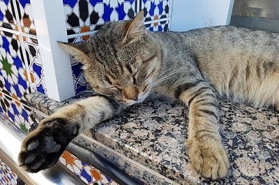 Gato siesta